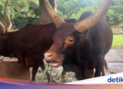 Mit Wasserschweinen gehandelte afrikanische Rinder werden zu einer neuen Attraktion in Ragunan