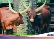 Zur Begrüßung des neuen Jahres ergänzen Yogi und Jihan afrikanische Rinder zur Liste der Tiere in Ragunan