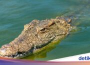 Der Mut der Mutter rettet einen 6-jährigen Jungen in Riau vor Krokodilbissen