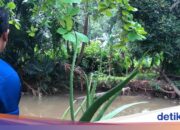 Virales Krokodil taucht in der Nähe von SMAN 5 Depok auf, Feuerwehrleute überprüfen den Standort