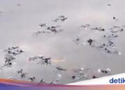 Fische in Situ Citongtut sterben plötzlich, ermittelt die Regierung des Regentschafts Bogor