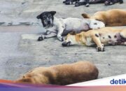 Aufregendes fahrerloses Auto mit 7 toten Hunden in Minahasa