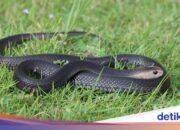 Entsetzt! Teenager in Sukoharjo von Kobraschlange gebissen, während er Online-Einkaufspaket öffnete