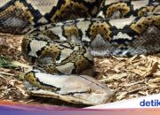 Während er sich im Garten ausruhte, wurde ein Mann in Zentral-Sulawesi von einer 5-Meter-Python verschluckt