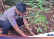 Um die Umwelt zu schützen, lädt der regionale Polizeichef von Zentral-Java seine Mitglieder ein, einen Rang zu erreichen und 13.000 Bäume zu pflanzen