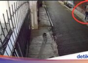 Polda Metro untersucht Bericht über Molotow-Hühnerkadaver-Terror im Haus von DJ Donny