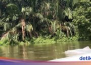 Das Auftauchen weißer, delfinähnlicher Tiere in den Gewässern von Asahan sorgt für Aufregung