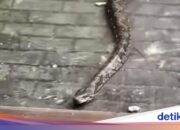 3-Meter-Python nistet während Überschwemmung und dringt fast in Ladengeschäft in Nord-Jakarta ein