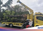 Zum Schutz der Umwelt erlässt der Bürgermeister von Pekanbaru SE ein Baumfällungsverbot