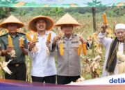 Zur Unterstützung der Selbstversorgung mit Nahrungsmitteln erntet die Regionalpolizei Banten im vierten Quartal 2025 Mais