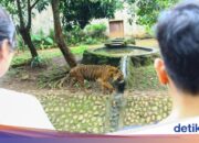 Herausforderungen für Tierpfleger in Ragunan: Bindung zu Tieren aufbauen, aber wachsam bleiben