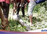 Die Bewohner von Buton waren wütend, dass der 7-Meter-Python das Vieh gejagt hatte und sofort abgeholzt wurde